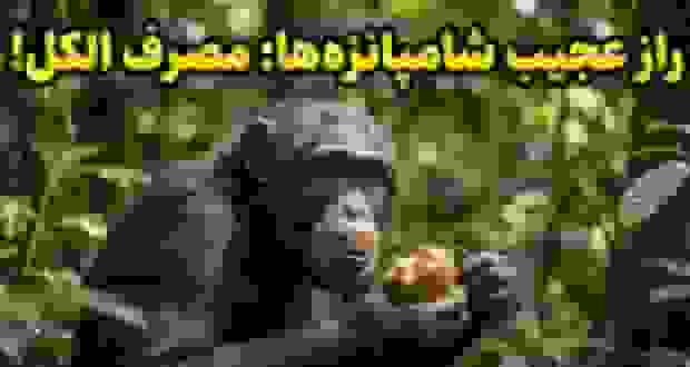 شامپانزه‌ها هم «مست» می‌کنند! کشف عجیب دانشمندان درباره اعتیاد حیوانات