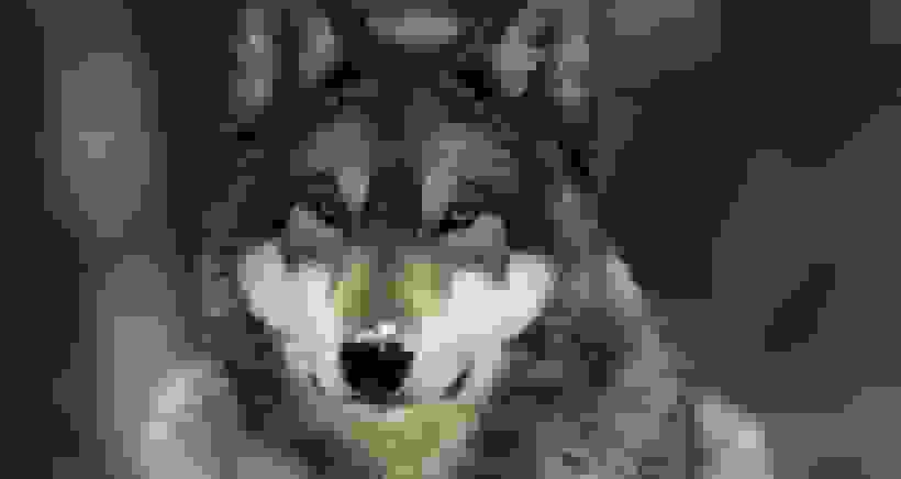 ردپای DNA گرگ‌های باستانی در نژادهای سگ مدرن