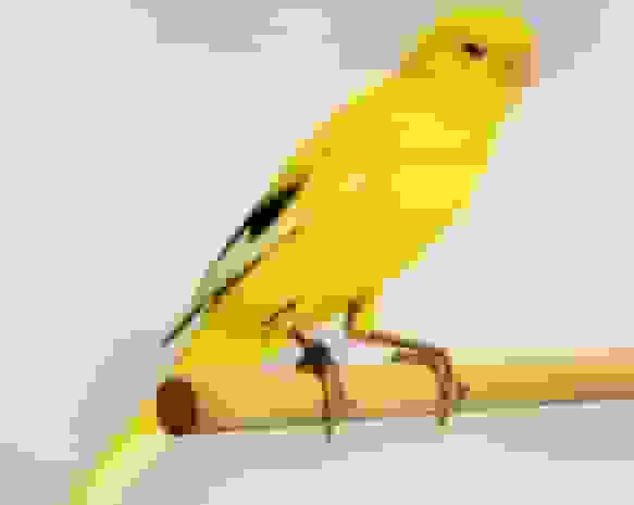 معاوضه قناری با طلا و شبهات پولشویی در صنعت پرندگان زینتی