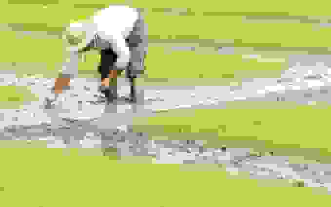 ۱۷ استان برنج غیرمجاز کشت میکنند