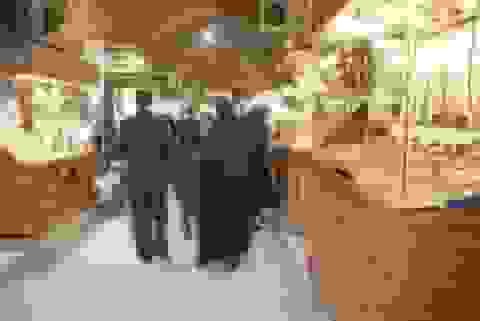 قیمت جدید طلا و سکه ۱۷ آبان ۱۴۰۴: آغاز ریزش قیمت‌ها