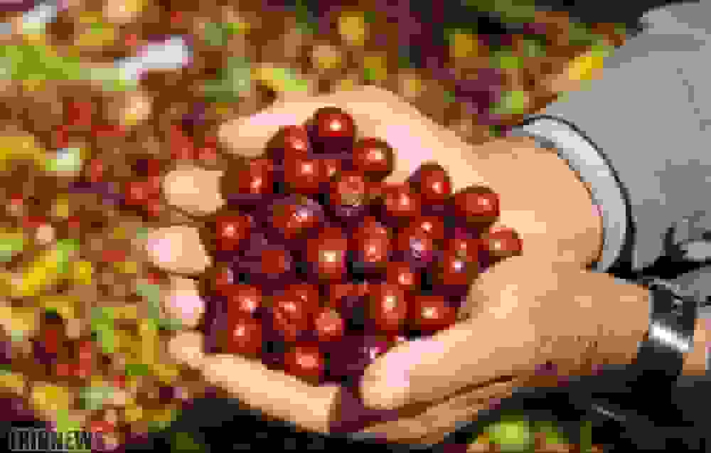 میوه‌ای با خواص جادویی؛ از پاکسازی کبد تا رفع یبوست