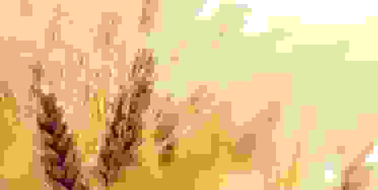 مشخص شدن میزان افزایش قیمت گندم/ نرخ جدید تا ۳۰ هزار تومان