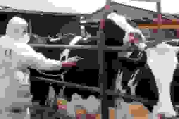 شیوع تب برفکی در دامداری‌های ایران و اقدامات کنترل بیماری