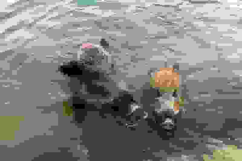 گراز وحشی در استخر ویلایی ترقیان تهران گرفتار شد