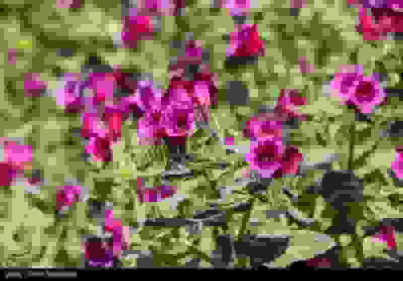 گل گاوزبان: گیاهی با خواص درمانی آرامشبخش و تقویتکننده سیستم ایمنی