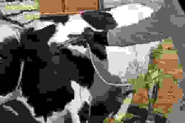 کانون‌های تب برفکی در کشور کاهش یافت