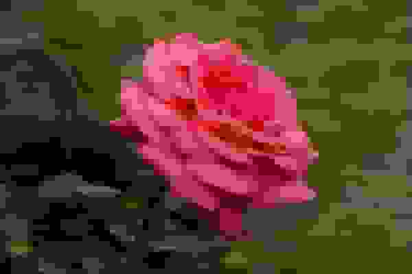 کشف ترکیب شیمیایی بی‌سابقه در گلبرگ رزهای وحشی ایران