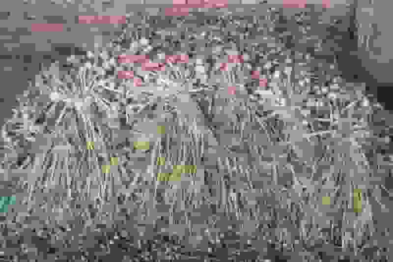 آغاز کشت سیر در مزارع شهرستان طارم زنجان