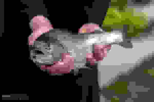 افزایش قیمت ماهی قزلآلا در نیمه دوم سال