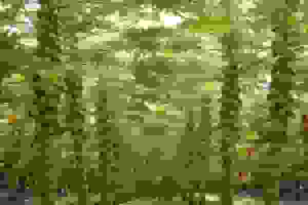 کشت ۳۰ هکتار پاپایا در سرباز؛ توسعه تولید میوه‌های استوایی