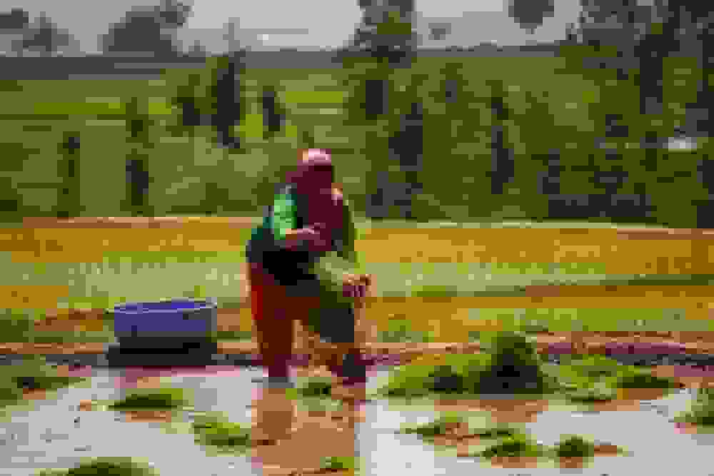 تاجران برنج هند به‌دنبال فتح بازارهای نوظهور خاورمیانه و آسیا