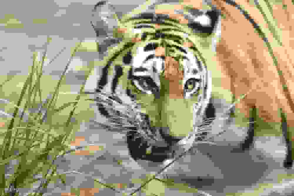 بررسی علت مرگ ببر در پارک حیات‌وحش مایا مازندران