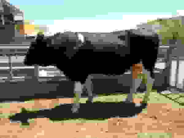 کشف ۱۶ رأس گوساله قاچاق در عملیات پلیس اسلام‌آبادغرب