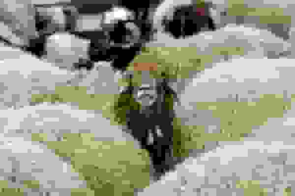 قاچاق گوسفند زنده با قایق در آب‌های بندرعباس