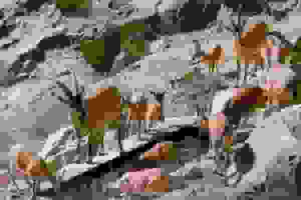 حضور گله‌ای از کل در منطقه حفاظت‌شده چاشلوبار مهدیشهر