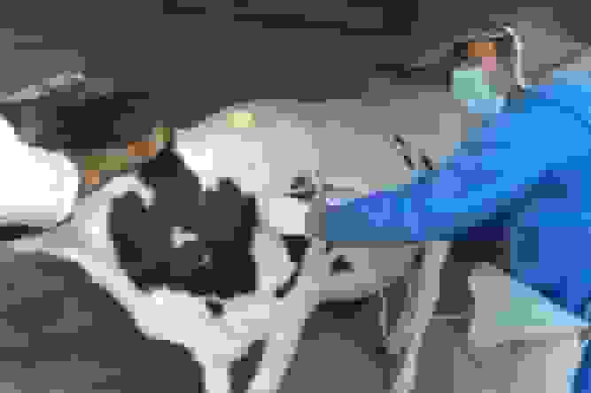 بررسی آخرین وضعیت بیماری تب برفکی در خوزستان