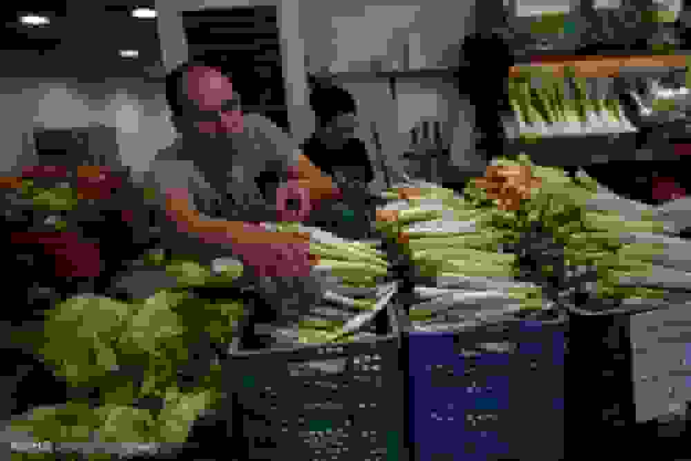 برداشت گیاه دارویی مارچوبه در بخش شمیل هرمزگان آغاز شد