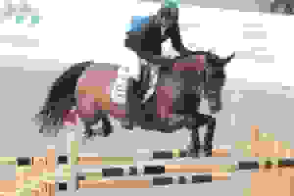 رد صلاحیت مدیریتی نیمی از متقاضیان ریاست فدراسیون سوارکاری؛ رئیس فعلی هم رد شد