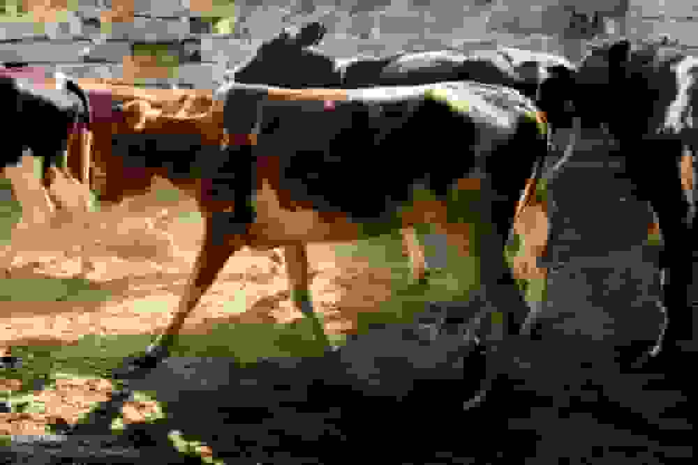 ورود دام زنده به اصفهان ممنوع شد؛ هشدار بهورزان به دامداران