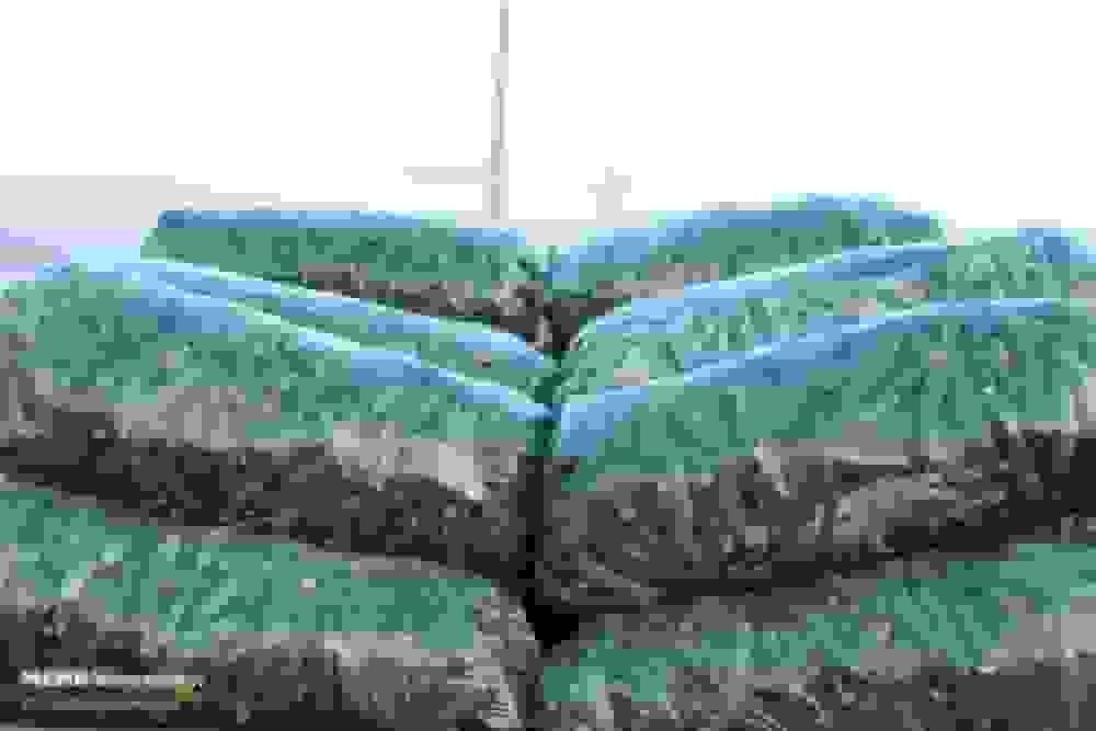 عرضه گسترده خیار سبز در میادین تره بار هشتبندی هرمزگان