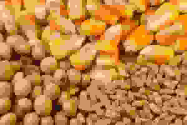 چالش جدی تأمین نهاده‌های دامی برای مرغداران زنجانی