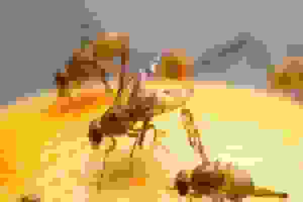 شهیدی پور: کاهش جمعیت مگس میوه مدیترانه‌ای در باغات بابل