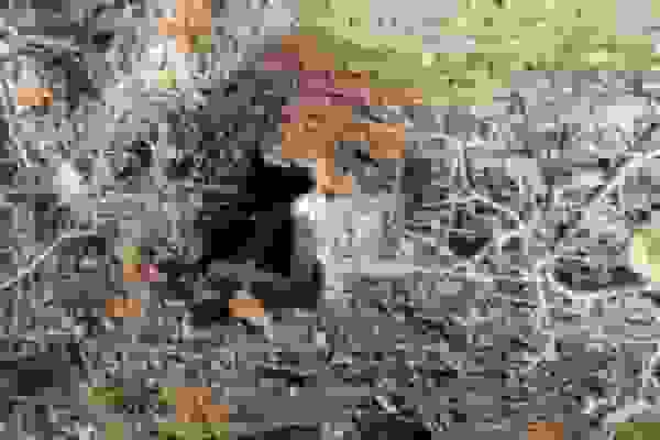 عملیات پاکسازی پارک ملی بوجاق از تله‌های شکارچیان غیرمجاز