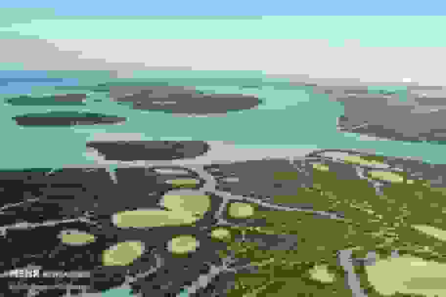 سفری متفاوت به جنگل حرا: درختانی که بلور نمکی تولید میکنند