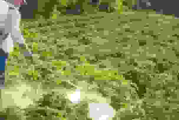 رهگیری سموم کشاورزی با سامانه هوشمند یکپارچهسازی ملی مدیریت