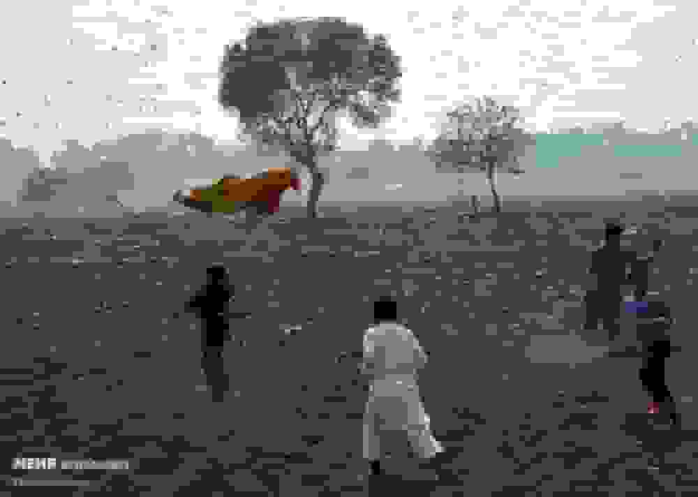 تهدید عرصه‌های جنگلی توسط گرد و غبار و آفات نباتی