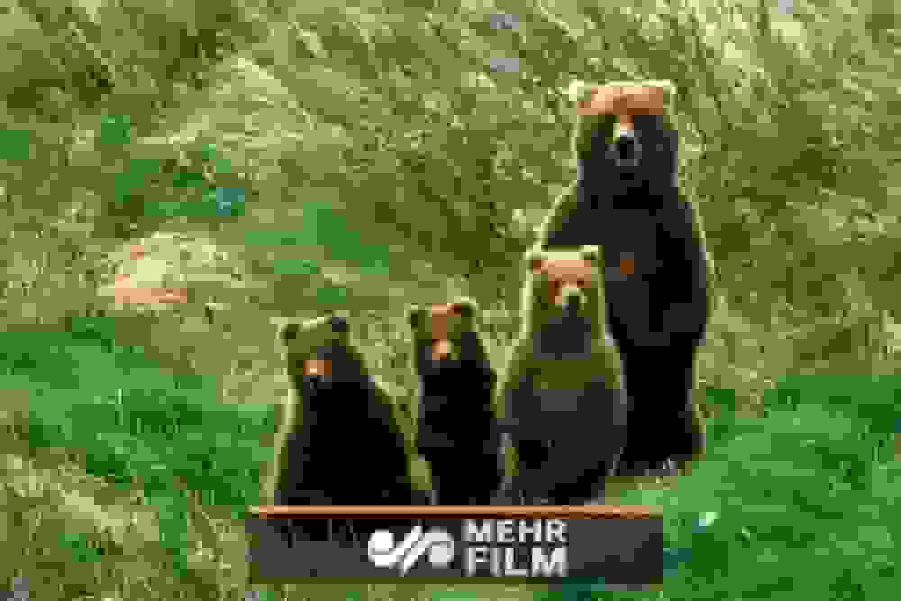 عباس نژاد: مشاهده چهار خرس قهوه‌ای در ارتفاعات ارجمند فیروزکوه