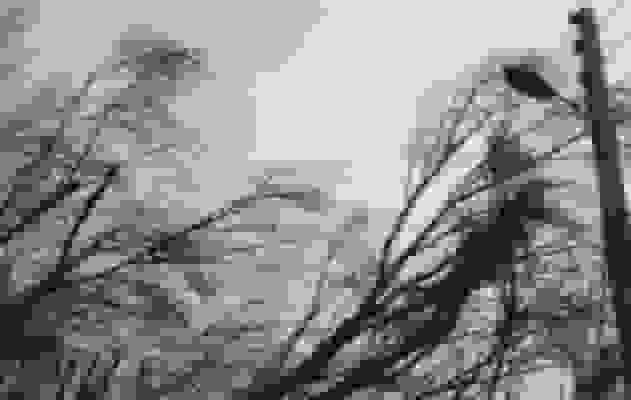 تندباد به ۵۰ سیاه‌چادر عشایری در استان ایلام خسارت وارد کرد