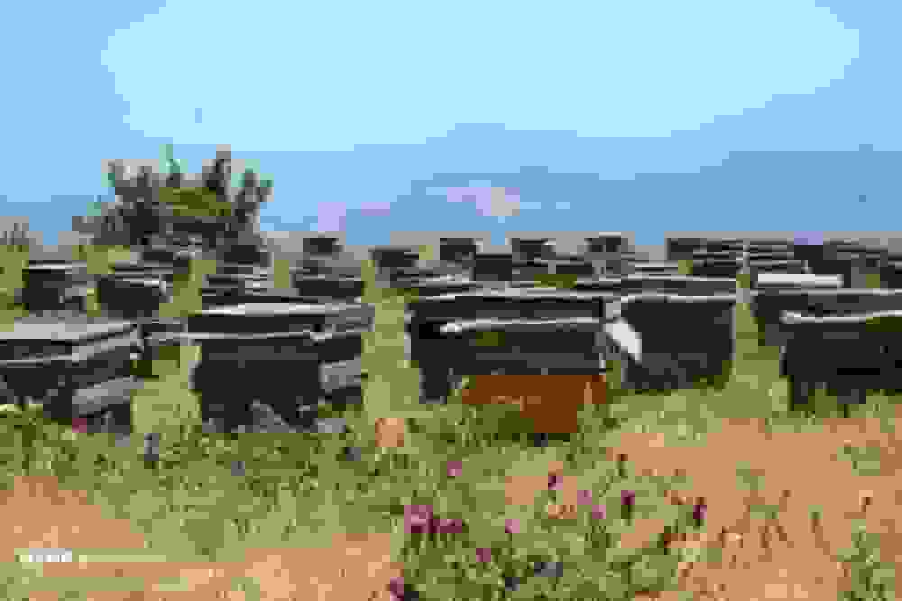 شهد شیرین عسل در زنبورستان‌های مازندران؛ سرشماری کلنی زنبورها