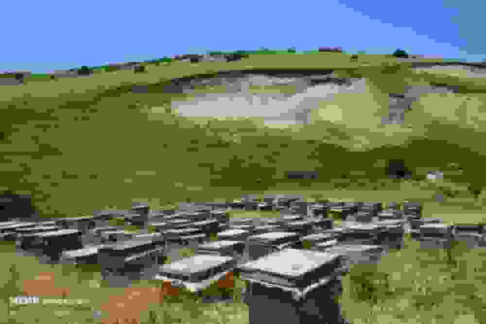 زنبورداران آملی ۳۵۰ تن عسل تولید کردند