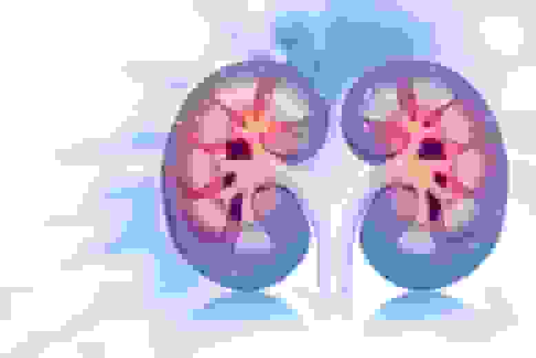 سلامت مغز با عملکرد کلیه‌ها مرتبط است