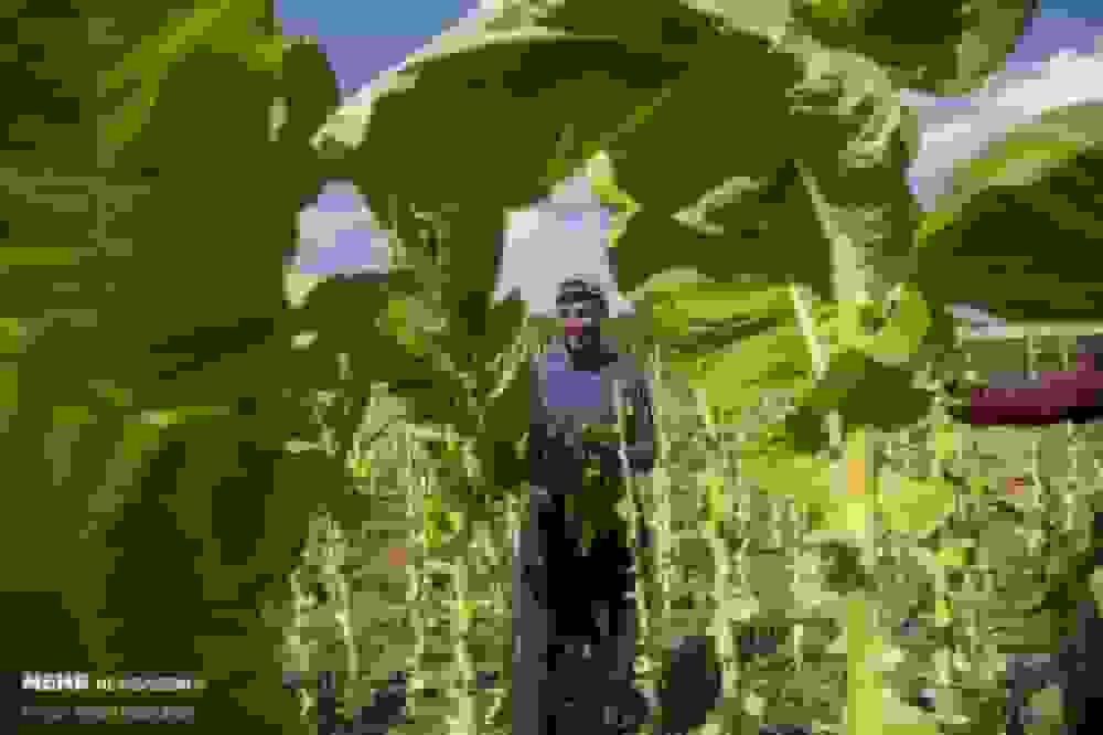 فیضی: بازار تنباکوی ایران در تسخیر قاچاق