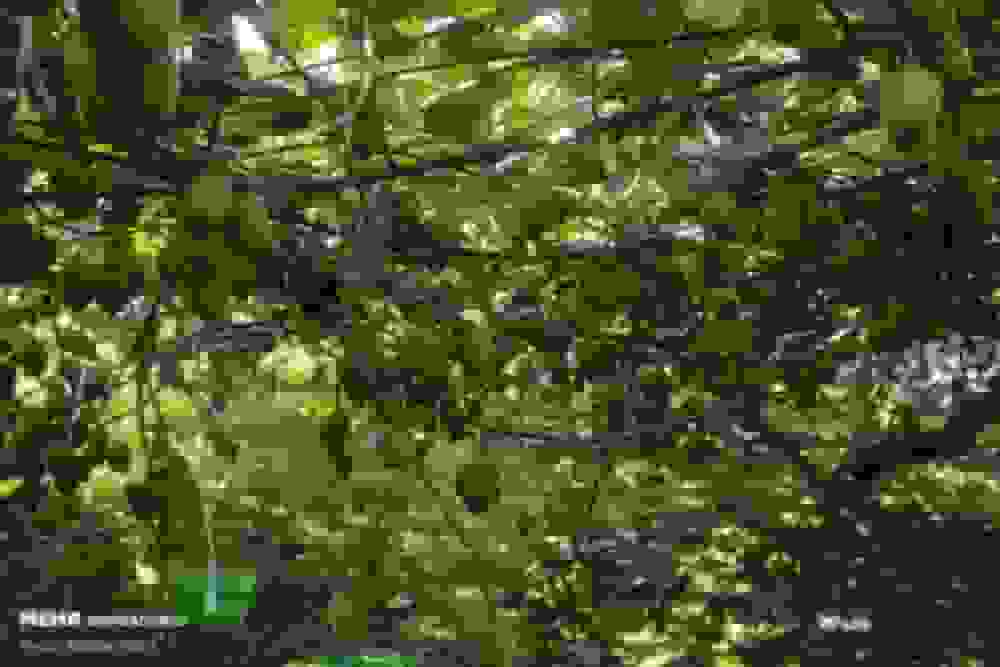 برداشت نوبرانههای پاییزی مازندران و چالشهای صادرات کیوی