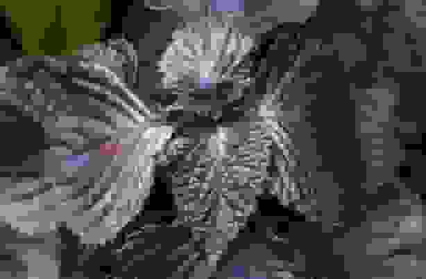 ثبت جشنواره نعنا فین کاشان در تقویم گردشگری ملی