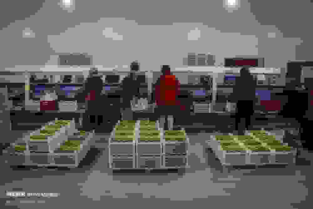 صدور ۱۳ هزار تن مرکبات و کیوی مازندران به بازارهای جهانی