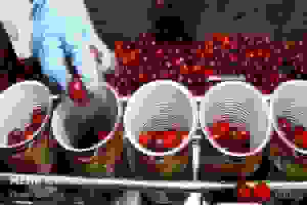 رشد صنایع تبدیلی در کردستان؛ جهش در فرآوری محصولات کشاورزی