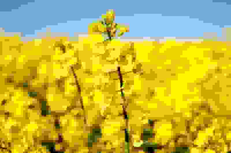 لایحه جدید دولت؛ عقب‌نشینی از خودکفایی و تهدید امنیت غذایی