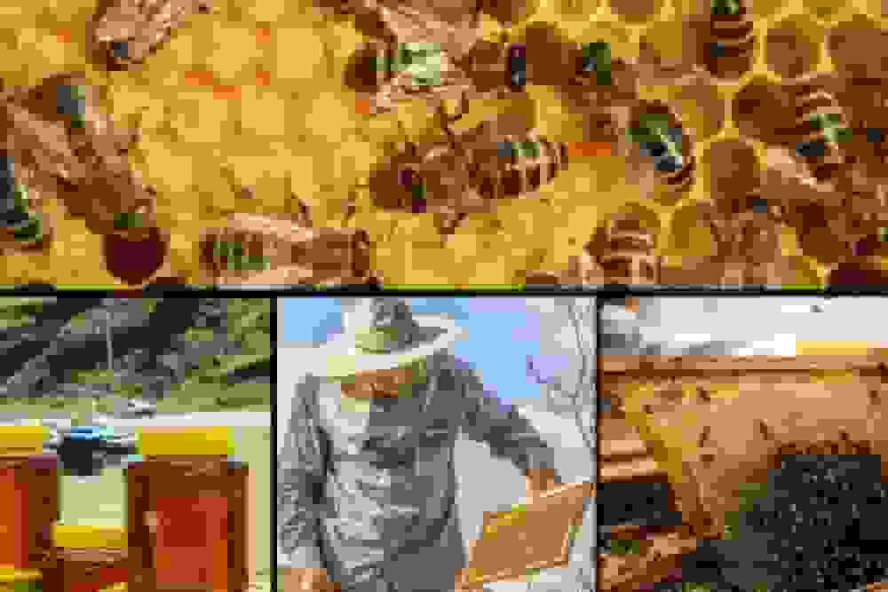 شهد شیرین عسل در زنبورستان‌های مازندران