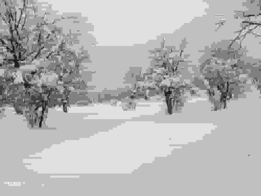 بارش برف در منطقه تازار اندیکا خوزستان