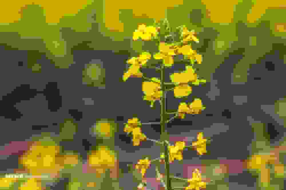 کنگاور با ۹۰۰ هکتار کشت کلزا رکورددار استان کرمانشاه شد