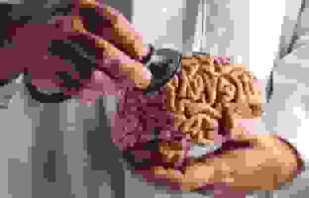 مغز جوان‌تر با بدن سالم: ارتباط توده عضلانی و سلامت مغز