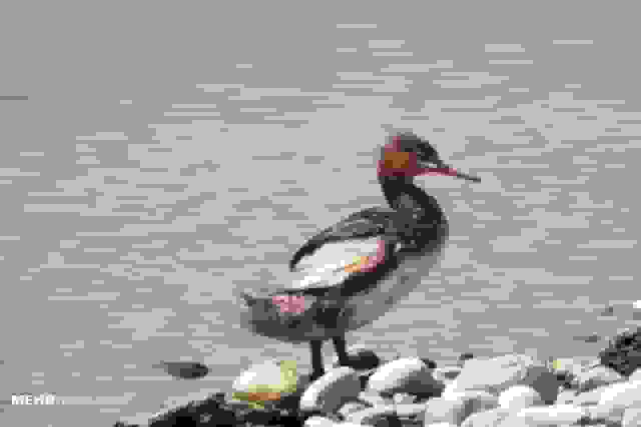 نشست مشترک ایران و عراق برای تالاب هورالعظیم