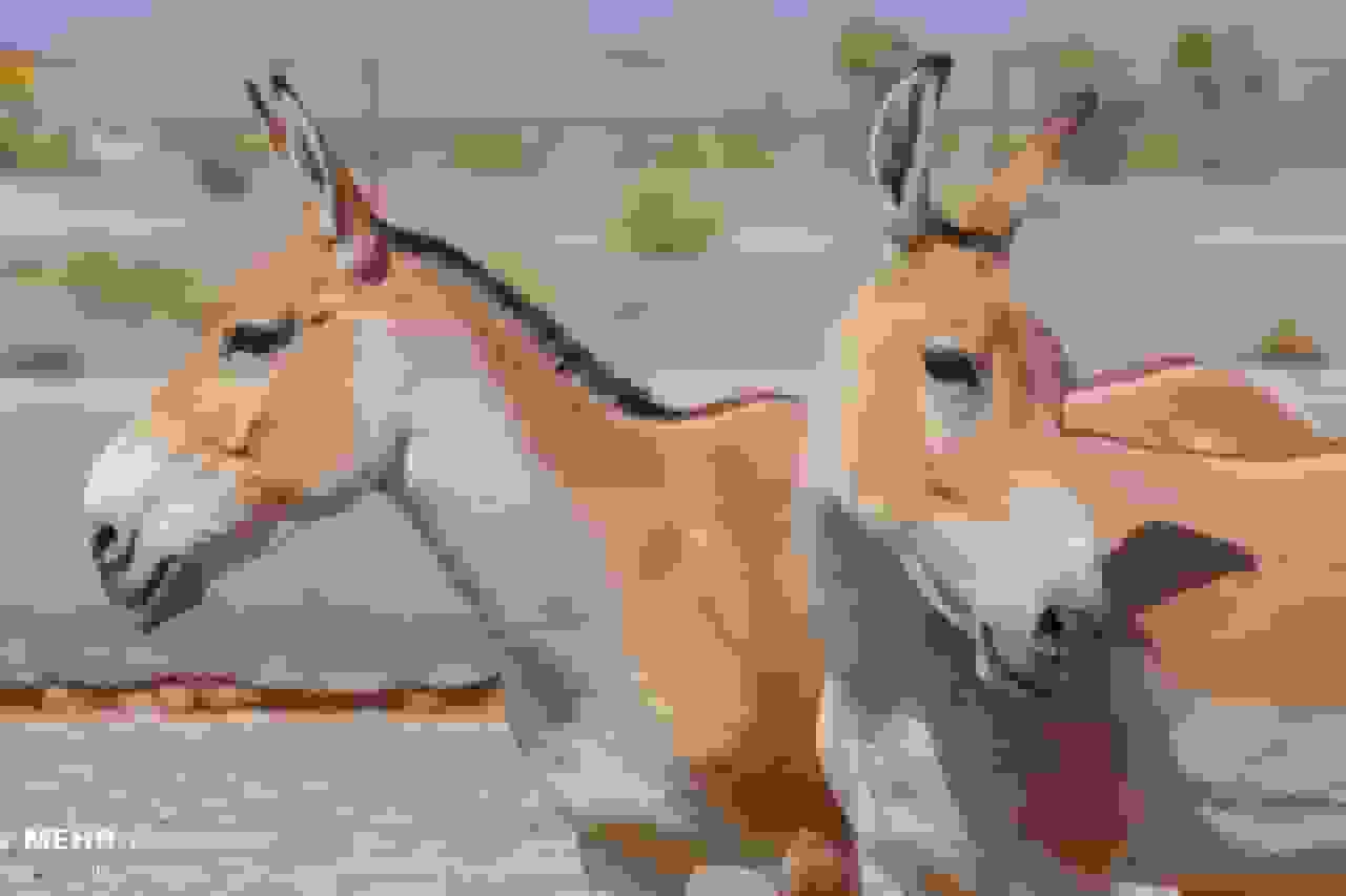 احیای گورخر ایرانی نمونه موفق حفاظت از گونههای در معرض انقراض