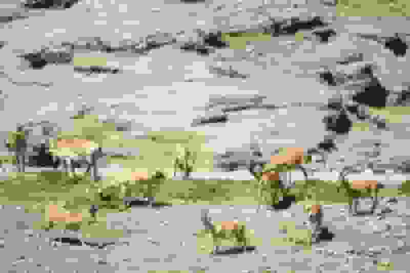 اهدای علوفه توسط کشاورز خیر به حیات‌وحش منطقه موته اصفهان