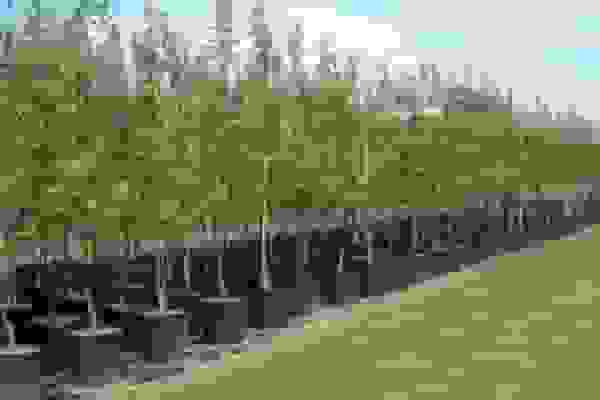 چالش خشکسالی در طرح ملی کاشت یک میلیارد درخت؛ راهکار استفاده از پساب